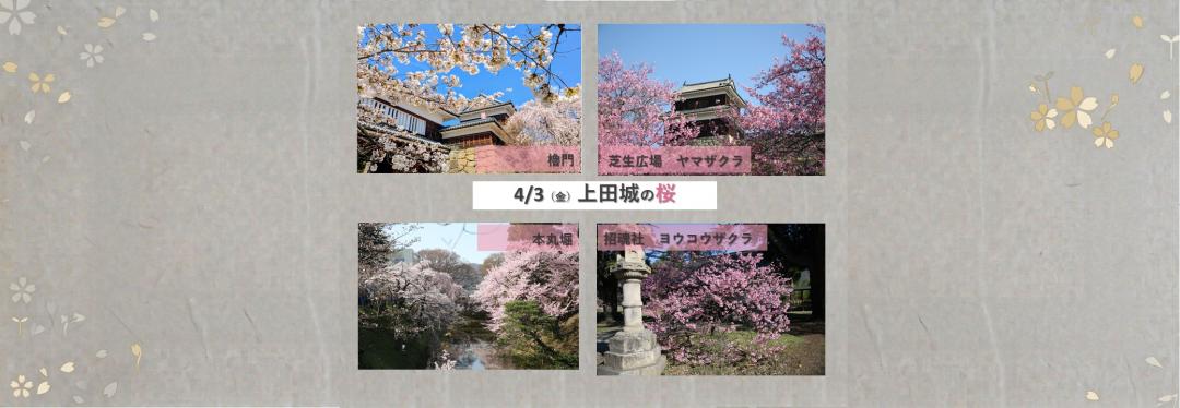 桜情報