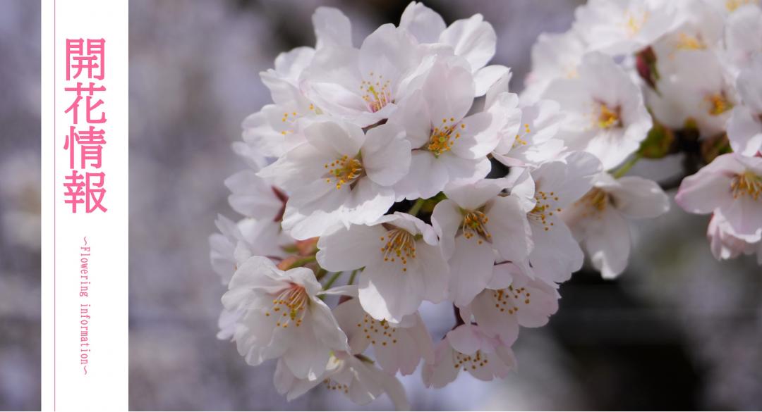 桜の開花情報　表題