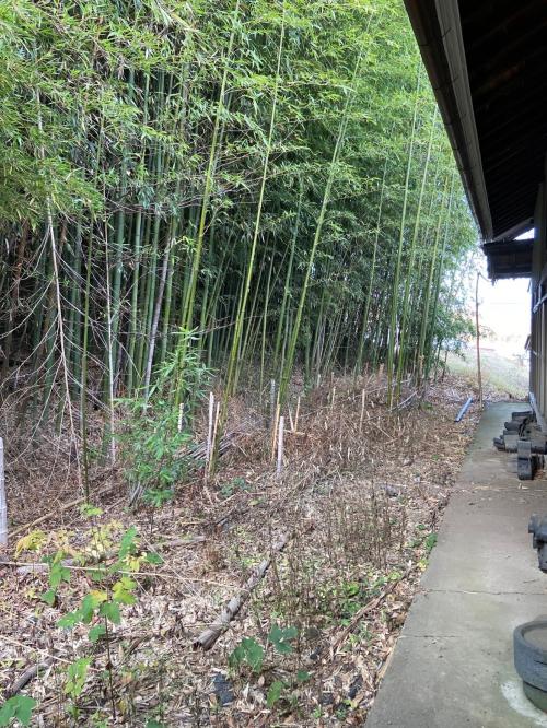 管理番号：3233（物件番号：UL-0212）の裏手の竹やぶ