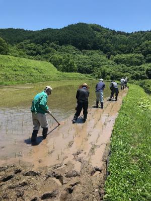 棚田での除草