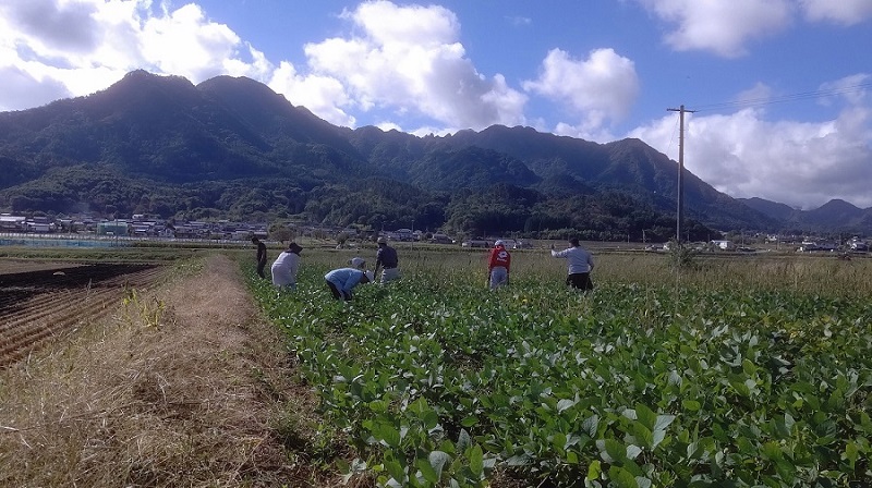 大豆 除草