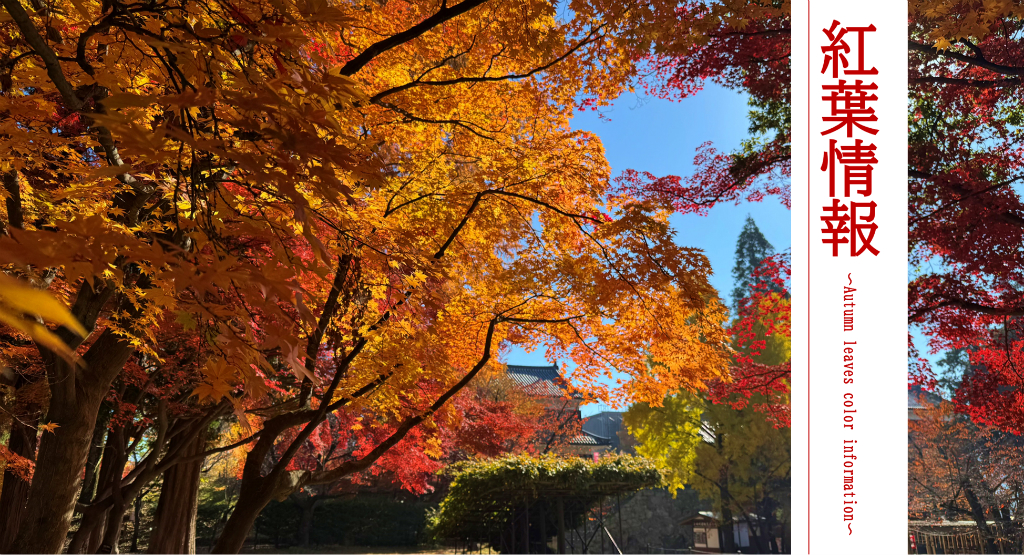 紅葉情報（見出し画像）