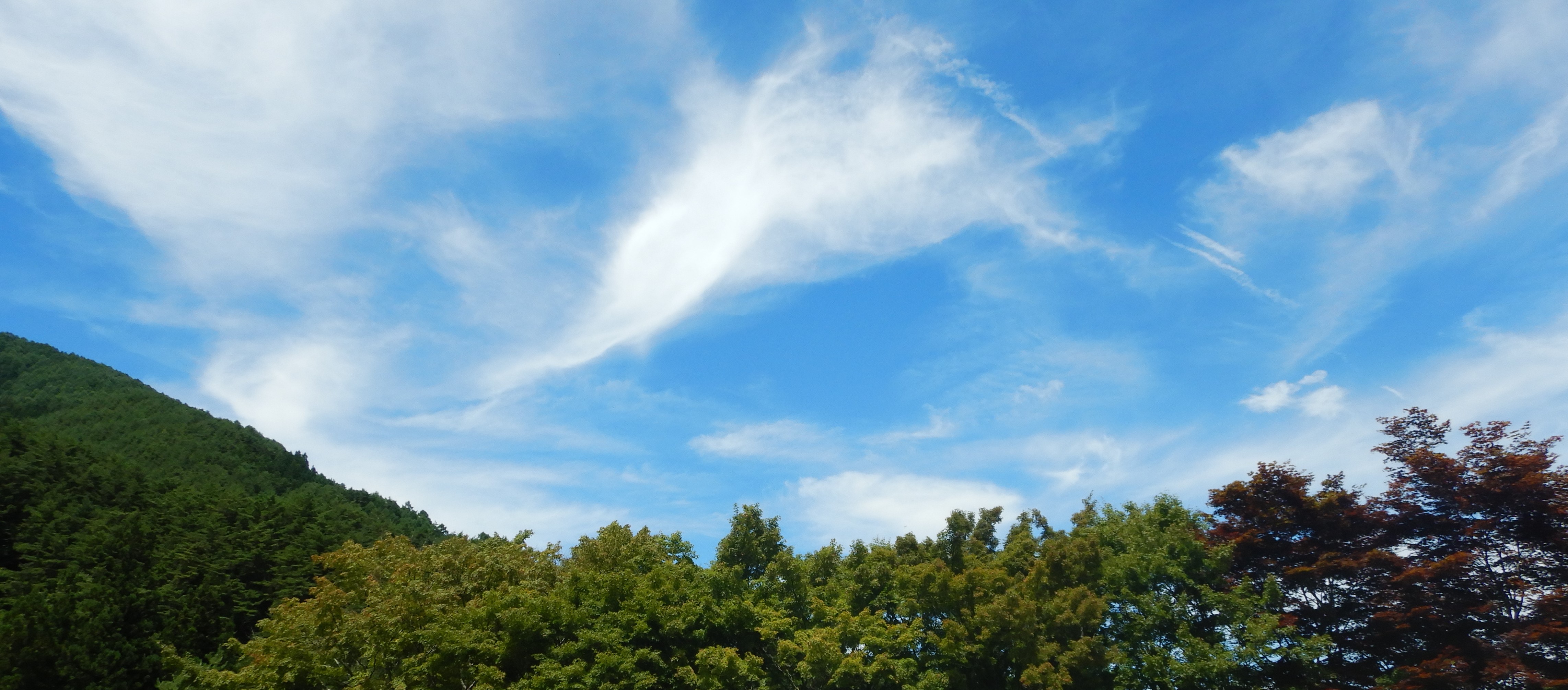 うえだ森林浴のタイトル画像