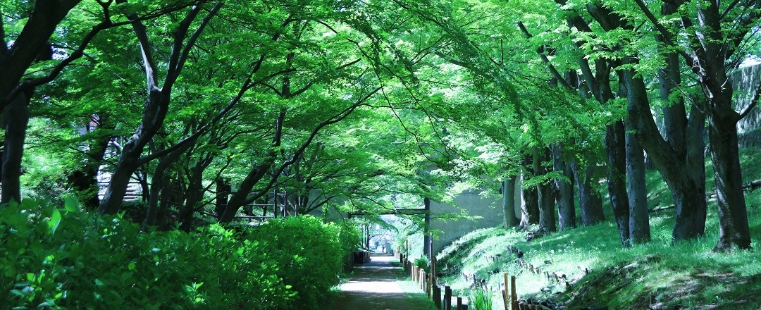 上田城跡公園けやき並木