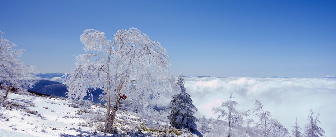 雲海に浮かぶ霧氷(根子岳登山路)