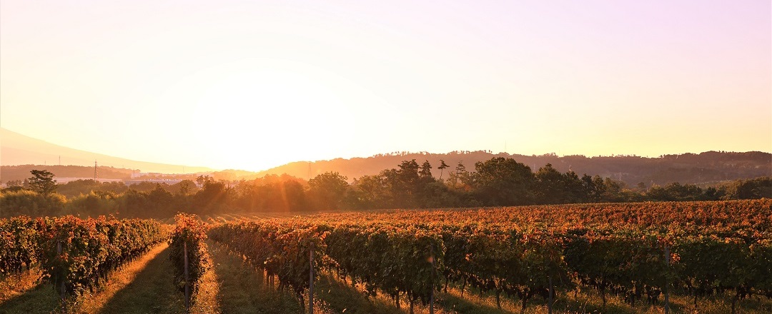 ワイナリーの朝